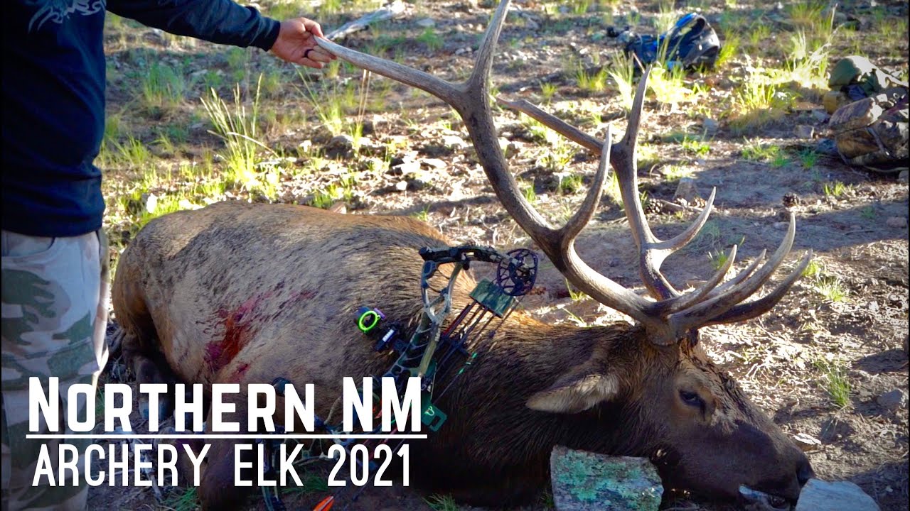 NM Archery Elk Hunt 2021 YouTube