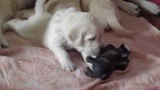 Золотистый ретривер . Golden Retriever Miya zolotoy angel Золотистый ретривер . Golden Retriever Miya zolotoy angel