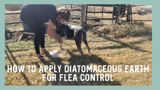 How to Apply Diatomaceous Earth on Dogs Correctly for Flea Control