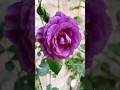 Dark Purple Rose-Mysterieuse |深紫玫瑰奧秘#Erin玫瑰花園#ミステリューズ#rose#バラ#Shorts
