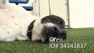 Pets of the Week 03/06/17