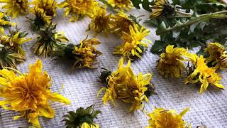 Collecting and drying dandelions from your yard