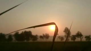 PEMANDANGAN SAWAH DI PAGI HARI!!!
