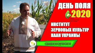 День Поля в институте зерновых культур НААН 2020 / Днепропетровская область.