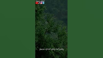 ﴿ يريد الله بكم اليسر ولا يريد بكم العسر ﴾ سورة البقرة الآية ١٨٥ / القارئ عبد الباسط عبد الصمد