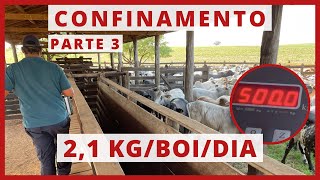 CONFINAMENTO com MAIS de 500 CABEÇAS DE GADO - #PARTE 3