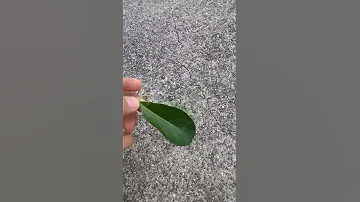 Turning a leaf in to a dollar bill