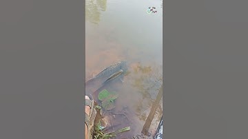 câu gì được nữa