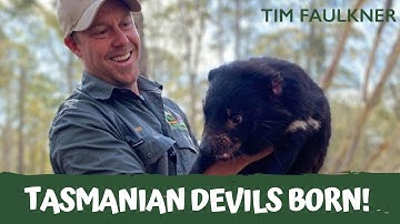 TASMANIAN DEVIL JOEYS BORN IN THE WILD | Tim Faulkner