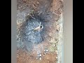 ವಿದ್ಯುತ್ ಸಿಡಿಲು⚡ರಕ್ಷಕ Lightning safety protector 5kv kannada 93806 03801,94809 03110(WhA)