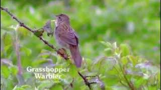 Grasshopper Warbler and its song