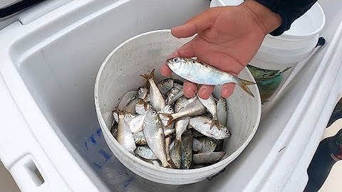 Quick & Easy Way To Catch Menhaden (For Grouper, Cobia, Redfish, Tarpon & More)