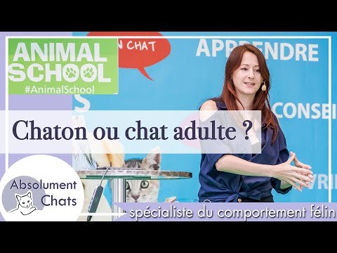 Vidéo: Adopter un chaton ou un chat adulte: qu'est-ce qui est mieux pour vous?