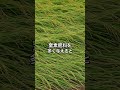 稲が倒れる原因と解決策#熊本 #魚粉肥料 #肥料 #農業を盛り上げたい #お米農家