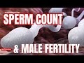 Sperm Count and Male Fertility  | The Science Behind Male Fertility and Sperm Count