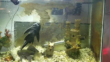 Suckerfish Cleanup Algae Timelapse, Plecostomus Fish 2