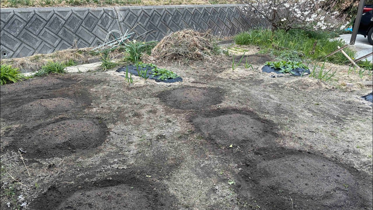 2026年3月5日 そら豆・春菊・ほうれん草・ジャガイモ