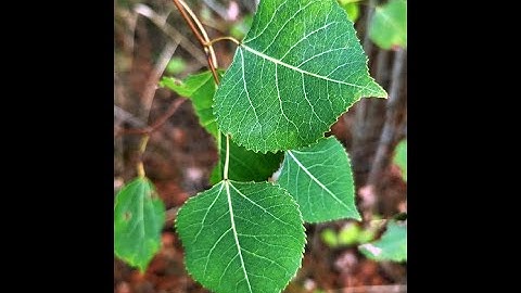 QUAKING ASPEN ... the friendly pioneering tree explained.
