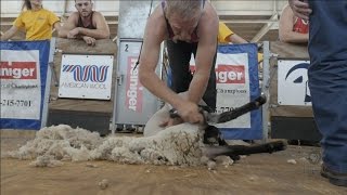 Sheep Shearing