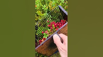 Thumbnail of Lingonberry picking in Sweden forest #harvesting #sweden #cowberry #cranberry #lingonberry