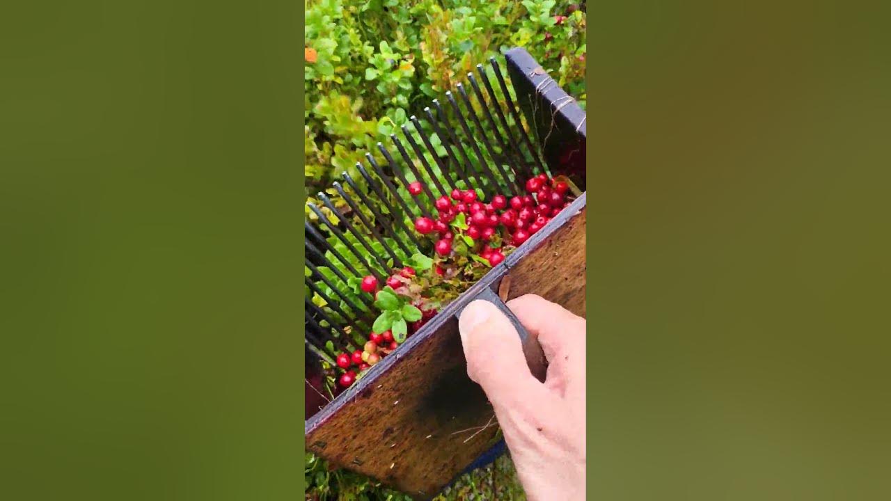 Lingonberry picking in Sweden forest #harvesting #sweden #cowberry #cranberry #lingonberry