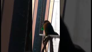 Kiwi Cuarentene Flow