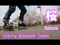 桜と、オヤジと、寂しさと…。インラインスケート。