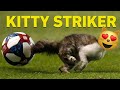 Cat runs on soccer field  almost scores a goal