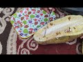 ONDOA NUKSI SUGU VIFUNGU VYA KICHAWI KWA DAWA HII ONDOA NUKSI SUGU VIFUNGU VYA KICHAWI KWA DAWA HII