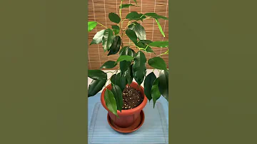 Формирую фикус бенджамина #shorts #фикус #ficus