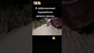 В заброшенный муравейник залили свинец)))