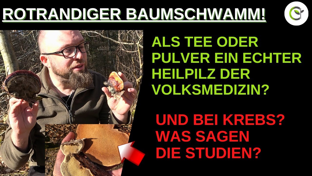 Rotrandiger Baumschwamm ein Heilpilz mit Wirkung? - Es bedarf viel mehr Studien!