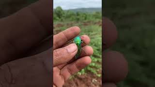 beautiful jewel beetle #video