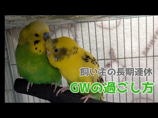 りんちゃんが卵を1つ割ってしまいました… - YouTube