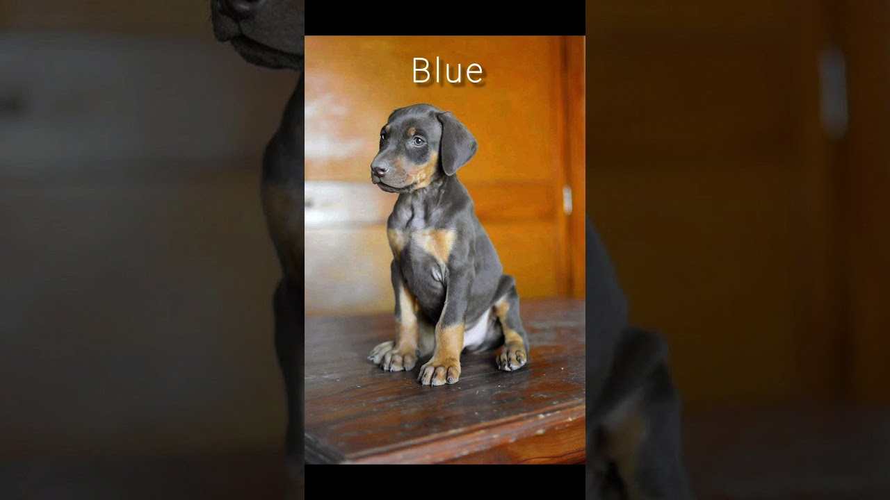 Colores del doberman/ cachorros 