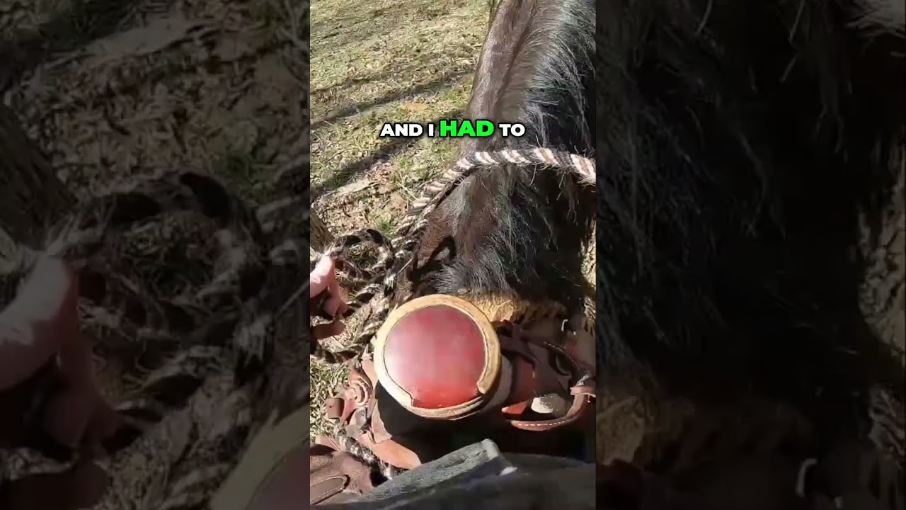 My Geldings's 2nd Ride In The Traditional Hackamore