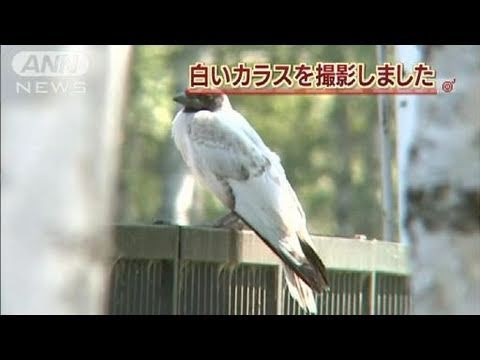 突然変異 白いカラスを発見 北海道帯広市 11 07 22 Youtube