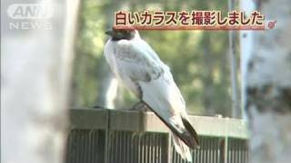 突然変異？白いカラスを発見　北海道帯広市（11/07/22）