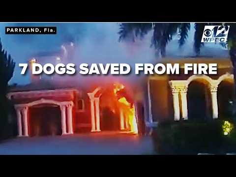 ‘Small paws. Big rescue’: Seven dogs safe after Parkland house fire