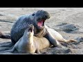 Elephant Seal Mating Video || Making Love ❤ ||