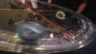 Cosmos Club: Quantum Levitation Up Close (Quantum Locking)