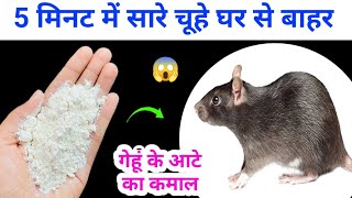 बिना मारे चूहे भगाने का सबसे आसान तरीका ? kitchen tips /chuha bhagane ke liye kya kare / rat removal