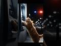 Cat Chor Caught by Dog Police! 😂🚓🐱 | Funny Short #shorts #aishorts #police