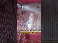 My New Birds