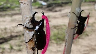 Gideonmarket Chiang Mai - hidden beetle fight camp - YouTube