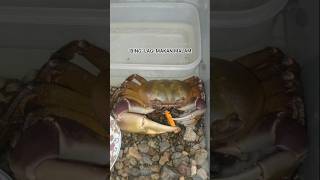 KEPITING DARAT CARDISOMA CARNIVEX JUMBO KU