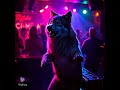 Heishe der Wolf im Club Vollis AI Song - Soundangel Martina
