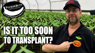 When Is Too Soon To Transplant?? Carolina Reaper Grow Camp