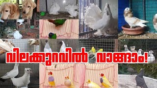 ❤️Exotic Birds💖Pigeon🤩Hen❤️Dogs😁Pets Sale Kerala😘Parava Sale Kerala😍Nadan pravu sale😌puppys sale💗