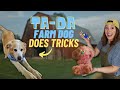 Fun tricks with brodie farm dog playtime  funny farm animals